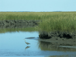 Assateague Island