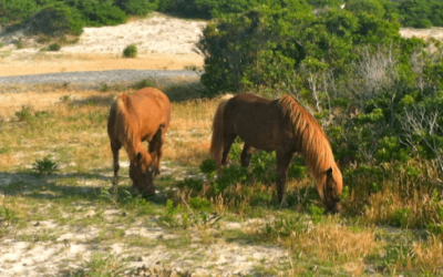 Assateague Island